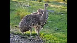 Rhea pennata &ndash; Нанду (малий) Дарвіна  -  Darwin's rhea (lesser rhea)