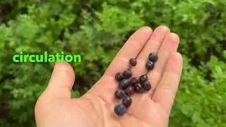 Bilberry benefits, Uses & Side effects