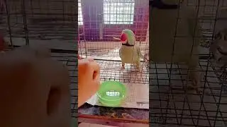 meet my parrot 🦜 mithu .......  #parrottalking #parrotvideo , #parrotsofinstagram #parrotlover......