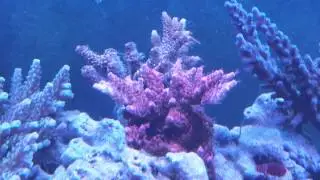 Red planet acro and pink millepora