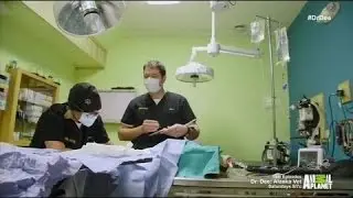 Dr Dee Alaska Vet | S2 E5 | Critical Condition