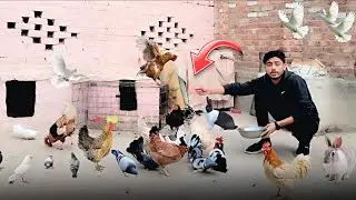 Pigeon Ka Baby Cage Say Bahir Agiya😱