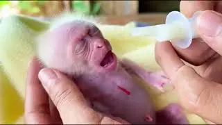 OMG! Just Fall In Love With Newborn baby Monkey And Love