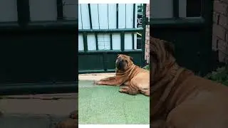 Наши Шарпеи кальм. #foryou #шарпей #sharpei #природа #nature #животные #like #live