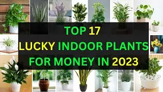 BEST INDOOR PLANTS 2023 / LUCKY PLANTS FOR HOME 2023 /VASTU INDOOR PLANTS FOR HOME / VASTU PLANTS