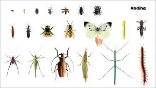 Insects 2 - Picture Play (Reupload)