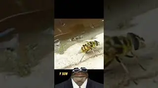 Larvas de mosca z&aacute;ngano | Eristalis tenax #shorts