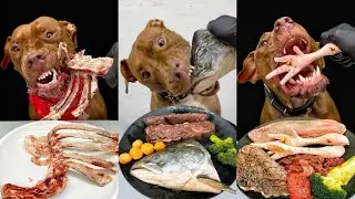 Best of Pitbull Eating Sounds | RAW MEAT | ASMR Compilation