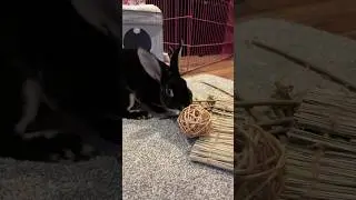 🐰Trying to get the treat in the ball! #houserabbit #toys #rabbitplaying