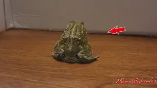 Is the bullfrog angry? Still too lazy to eat actively