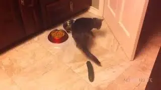 Funny Cat Moments Cucumber Compilation