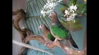emerald doves (Chalcophaps indica)