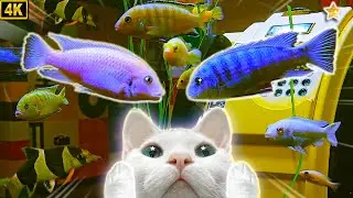 4K/CatTV/Fish★고양이가 좋아하는 영상 12시간★물고기/고양이TV/하프음악★Videos for cats 12Hours(Cichlid/Clown Loach/Relaxing)