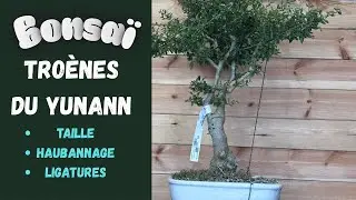 BONSAÏ Ligustrum (  Définir les futurs Plateaux ) 