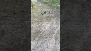 Invasive wild hogs coming into eat all the deer corn and destroy our food plots.barbque time.