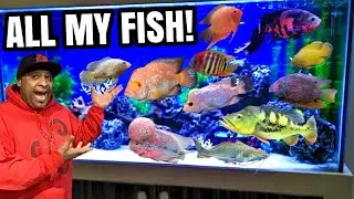 ALL MY AQUARIUMS - Ha Y N FISH KEEPER FISH TANK TOUR