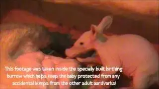 Aardvark baby born February 2011