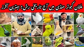 Multan Kabootar Market | Heavy Rush | Amazing Fancy Birds