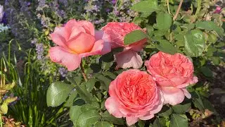 非常喜欢的5种偏橘色玫瑰｜漂亮勤花耐寒｜My favorite orange roses｜Sweet Mademoiselle，Lady of the Mist， Easy Dose It…
