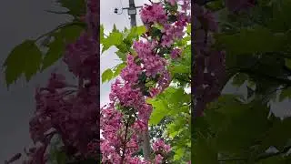 Вейгела  &ndash; уникальное растение, небольшой красивоцветущий кустарник. Как цветет вейгела.