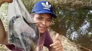 Mancing ikan gabus Dapat Belut Besar- Najur Part 2 - B.O.E Mancing