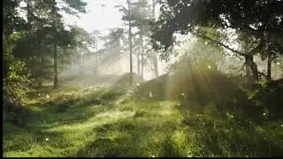 MAGICAL FOREST NATURE SOUNDS Asmr - Birds & Cicadas for Sleep, Relaxation & Stress Relief
