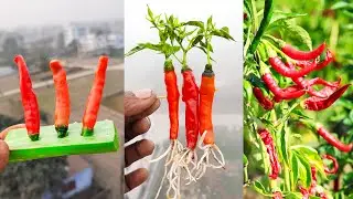 Water propagation for grow chili plant at home from chilis || Best method for planting