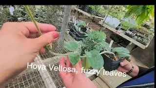 Watter Plant Nursery Tour Part 1