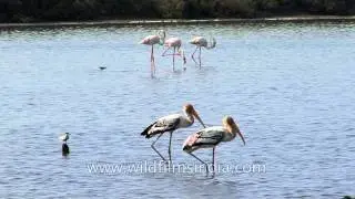 Lesser Flamingos, Painted Storks, Median Egret and Heron - Alang