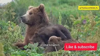 Sloth Bear facts #trending #facts #video #viralvideo #slothbear #sloth #bear #wildlife #naturelovers