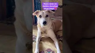 Chunchun ka look #dog #funny #shortvideos #youtube #minivlog #viral #shortsfeed #ytshorts #short