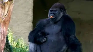 SILVER BACK. GORILLA. FIRST HUMAN. (APE)