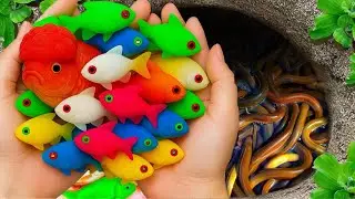 Amazing Catch Aquarium Fish In Easter Colorful Eggs, gold fish, Eel, Koi fish, Turtle