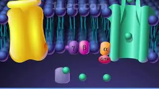 Membrane bound receptors