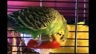 budgie Woody impersonating a raptor