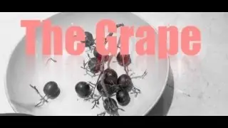 The Grape Adventure