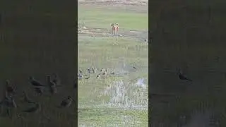 Stray dogs trying hunting in the Bird Park lake Anasagar Ajmer video by Anil Jain
