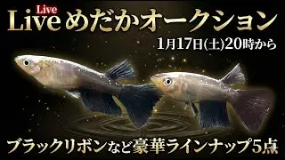 Live　めだかオークション｜めだか夢や