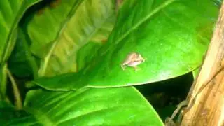 Eleutherodactylus johnstonei
