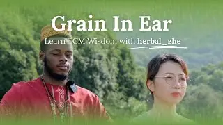 TCM Wisdom about Grain in Ear