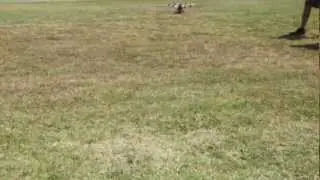 MultiCopter