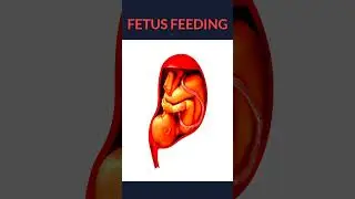 Fetus Taking Foods 👨&zwj;🍼 #shorts