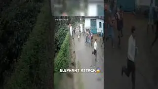 Elephant Attack in Pollibetta, Coorg - Wild Elephant Chasing Coffee Plantation Workers 😱🐘