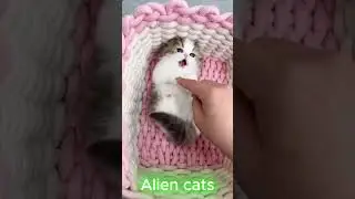 Playful kittens and a gentle cat
