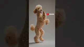 Miniature Poodle &ndash; Elegant Jazz Dance