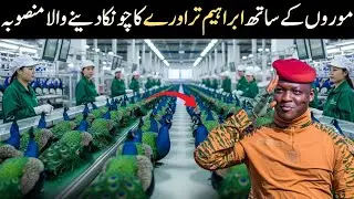 PEACOCK Farming Secrets | How Ibrahim Traor&eacute; Turns Stunning Birds into Big Profits