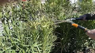 Trimming Oleanders after winter frost. This will help with new growth.