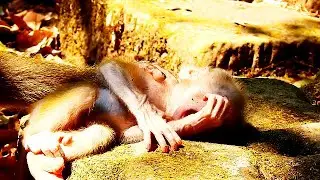 Milk...milk... I am hungry for milk // Adorable baby monkey