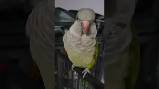 🚨📢⚠️ Quaker noises - game with mom #quakerparrot #alert #funnyanimals