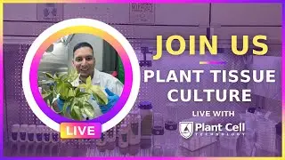 LIVE Philodendron Subculture with Francisco – Plant Tissue Culture